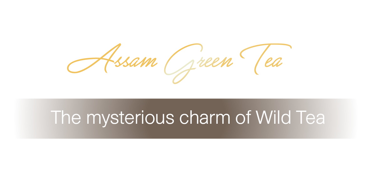 MYSTIQUE Assam Green Tea มนต์เสน่ห์ลึกลับของชาป่า จังหวัดน่าน