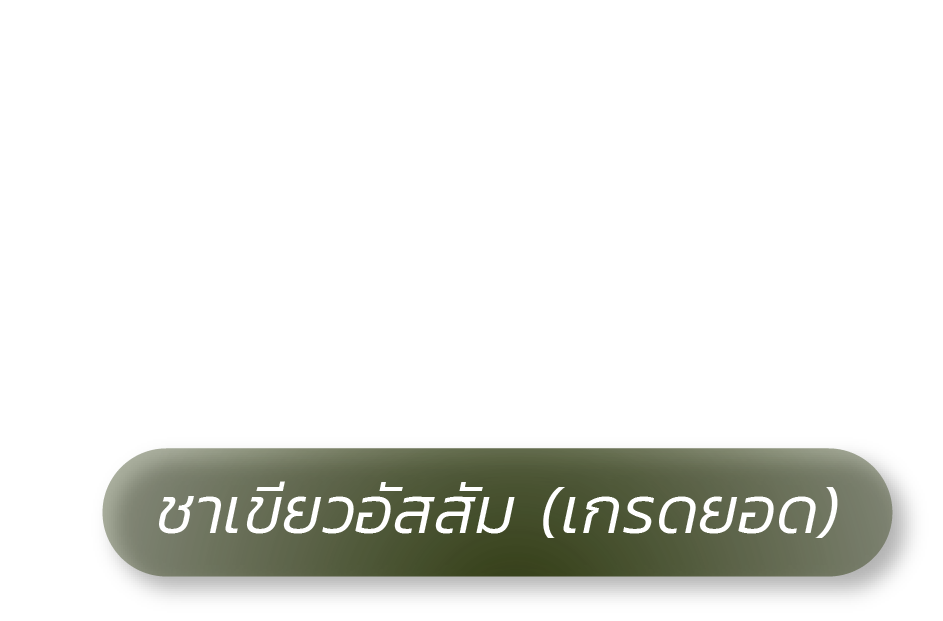 Green Tea ชาเขียวอัสสัม (เกรดยอด)